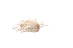 unieke stekelige oesters  Taxidermie wandmontage -