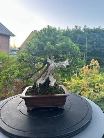 shohin taxus cuspidata - Hoogte (boom): 22 cm - Diepte