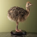 Struisvogel Kuiken Taxidermie Opgezette Dieren By Max, Ophalen of Verzenden, Nieuw, Insect, Opgezet dier