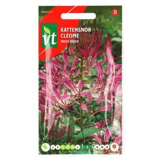 Bloemzaden Kattensnor | VT, Verzenden