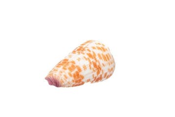 Conus tessulatus (60mm) | Grote droom voor verzamelaars |