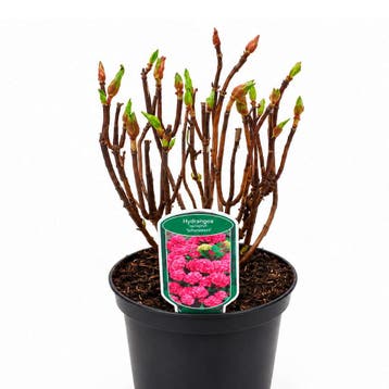 Hortensia ‘Deutschland’ (Boerenhortensia) container (P19, Tuin en Terras, Verzenden, Overige soorten, Halfschaduw