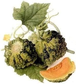 Cantaloup Meloen Prescott Fond Blanc curiositeit, Ophalen of Verzenden, Nieuw