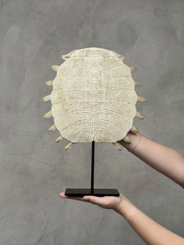 Geen reserveprijs - Prachtige Chinese zachte, Antiek en Kunst
