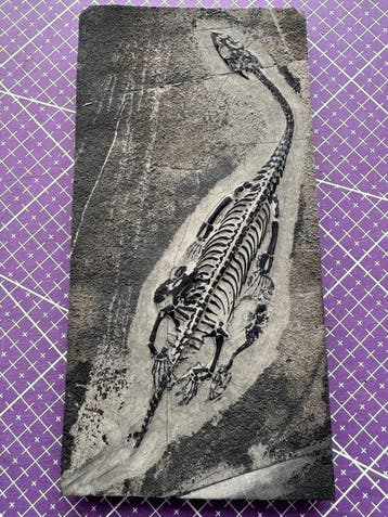 Twee Keichousaurus van verschillende maten. - Gefossiliseerd