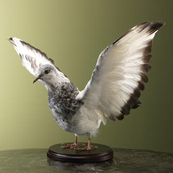 Duif Taxidermie Opgezette Dieren By Max, Ophalen of Verzenden, Nieuw, Vogel, Opgezet dier