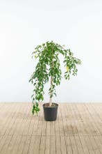 Prunus serrulata Kiku-shidare-zakura halfstam, Tuin en Terras