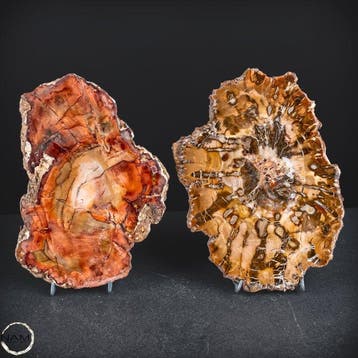 Natuurlijke schijven van versteend hout met fascinerende