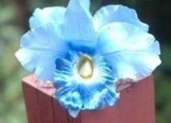 Lichtblauwe Orchidee Zijden bloem, Ophalen of Verzenden, Nieuw