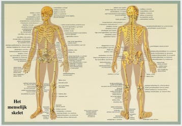 Anatomie poster skelet (Nederlands, gelamineerd, A2), Nieuw