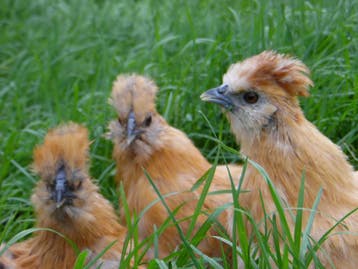 Lieve tamme Zijdehoen kriel kippen I Ingeënt, goed advies, Dieren en Toebehoren, Meerdere dieren, Kip