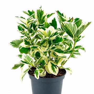 Hortensia ‘Tricolor’ (Boerenhortensia) container (P19), Verzenden, Overige soorten, Halfschaduw