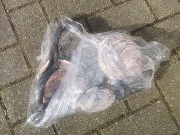 Schelpenhanger Placuna geboord Lianter 30 cm, Ophalen of Verzenden, Nieuw