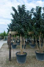 Sambucus nigra meerstammig