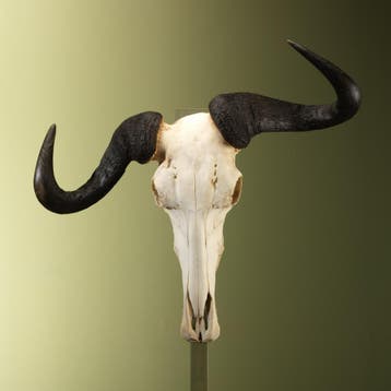 Blauwe Gnoe Schedel Taxidermie Opgezette Dieren By Max, Ophalen of Verzenden, Nieuw, Wild dier, Opgezet dier