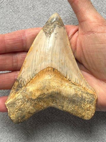 Megalodon tand 11,5 cm - Fossiele tand - Carcharocles