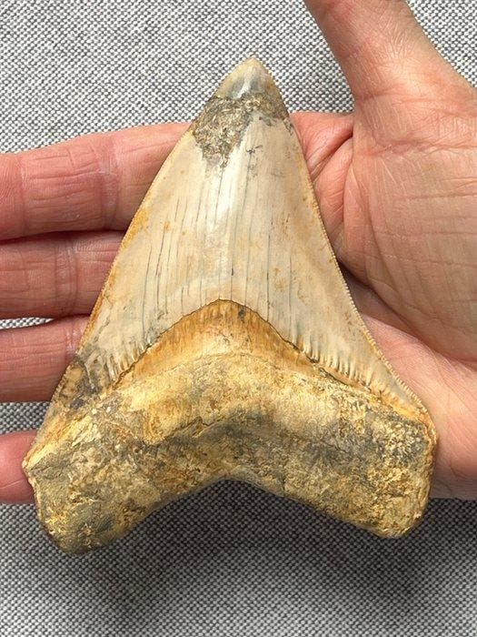 Megalodon tand 11,5 cm - Fossiele tand - Carcharocles, Verzamelen, Mineralen en Fossielen