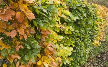 Beukenhaag - Fagus sylvatica - Bladhoudend-Groene beuk -beuk, Ophalen of Verzenden, Beukenhaag, Haag