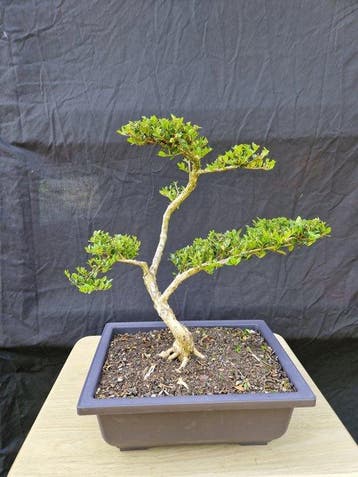 Kamperfoelie - Hoogte (boom): 38 cm - Diepte (boom): 30 cm -