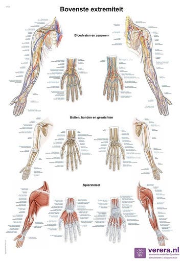 Anatomie poster bovenste extremiteit (Nederlands/Latijn,..., Nieuw