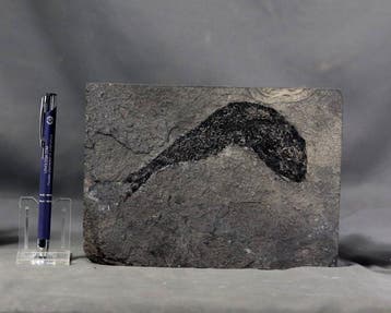 Fijn fossiele vis - op steen - Gefossiliseerd dier -