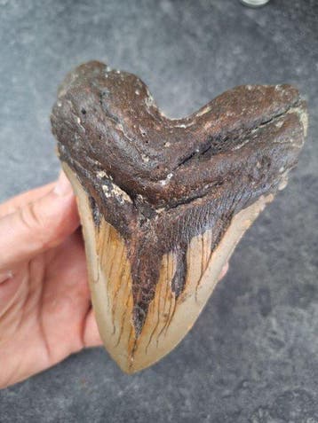 Large Megalodon - 300+ gram/ 13+cm - Fossiele tand - Otodus