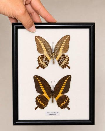 Vlinder Taxidermie wandmontage - Papilio gigon - 25 cm - 20