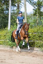 **Verkoop | Training | IBOP | Keuringsklaar maken***, Dieren en Toebehoren, Paarden, B, Dressuurpaard, 7 tot 10 jaar, Meerdere dieren