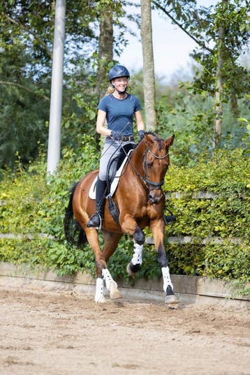 **Verkoop | Training | IBOP | Keuringsklaar maken***, B, Dressuurpaard, 7 tot 10 jaar, Meerdere dieren