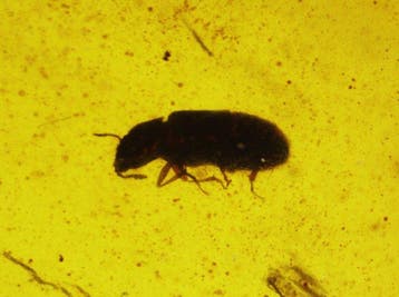 Birmese barnsteen - Barnsteen - Burmese amber with beetle
