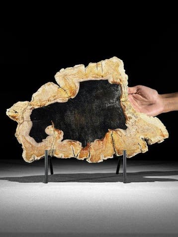 Prachtige snede van versteend hout op een op maat gemaakte