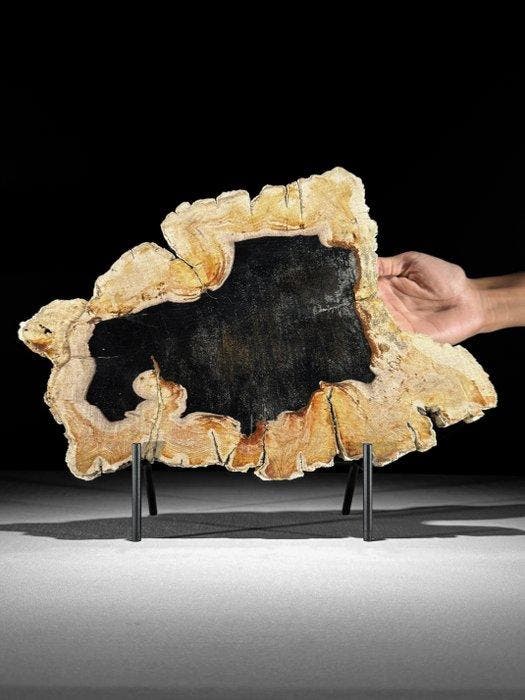 Prachtige snede van versteend hout op een op maat gemaakte, Antiek en Kunst, Kunst | Designobjecten