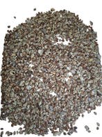 Nutmeg schelpen Naturel, Ophalen of Verzenden, Nieuw