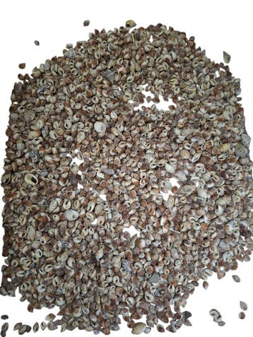 Nutmeg schelpen Naturel, Ophalen of Verzenden, Nieuw