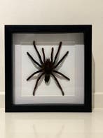 Opgezette Vogelspin in lijst Taxidermie volledige montage -, Nieuw