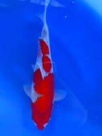 HQ Goshiki van Yamaju  35cm (Japanse Koi), Dieren en Toebehoren, Vissen | Vijvervissen, Karper of Koi