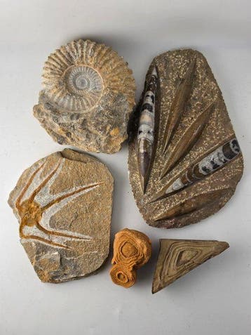 Gefossiliseerd dier - Moroccan Fossil Collection – Ammonite,