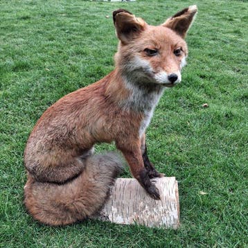 Rode vos Taxidermie volledige montage - Vulpes Vulpes im