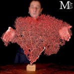 Een marien zeedier - rode gorgonie - zeegorgonie - Melithaea