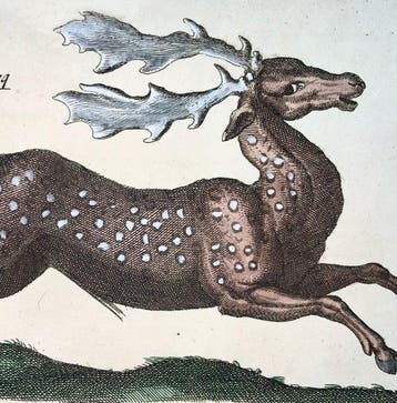 Matthäus Merian (1593-1650) - Folio: Fallow Deer, Roe Deer,