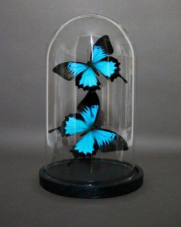 Vlinder Taxidermie volledige montage - Papilio ulysses, Nieuw