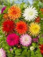 Dahlia Cactus gemengd – 10 stuks (mix, Dahlia’s kopen?), Tuin en Terras, Ophalen of Verzenden