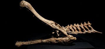 Sarcosuchus Taxidermie replica montage - Sarcosuchus