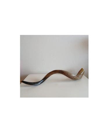 kudu Gewei - Tragelaphus strepsiceros - 13 cm - 13 cm - 77, Nieuw