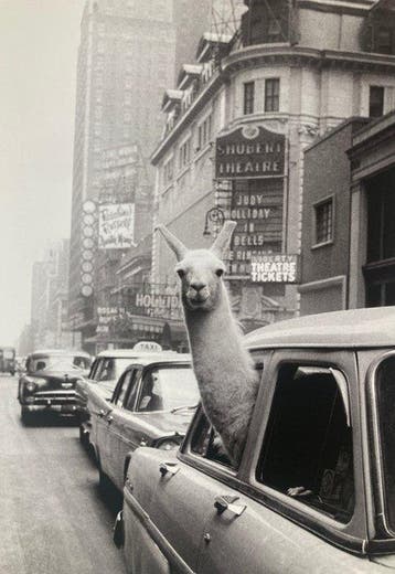 Inge Morath (1923-2002) - Magnum Photos - A llama in Times