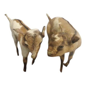 Geit Taxidermie volledige montage - Sconosciuto - 40 cm - 25, Nieuw