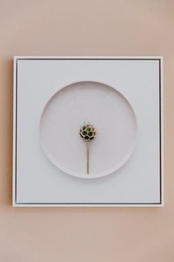 Joske Simmelink - Scabiosa stellata