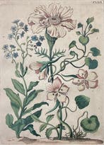 Maria Sibylla Merian (1647-1717) - Ranuncolo - originale