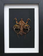 boter Taxidermie volledige montage - Deroplatys lobata - 19