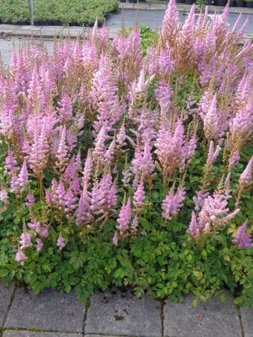 Astilbe chinensis Pumila Pluimspirea p9, Ophalen of Verzenden, Zomer, Vaste plant, Halfschaduw